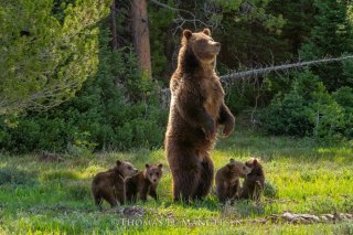 Park City Gallery Association - Mangelsen Images of Nature Gallery