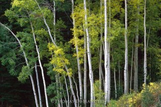 Park City Gallery Association - Mangelsen Images of Nature Gallery