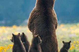 Park City Gallery Association - Mangelsen Images of Nature Gallery