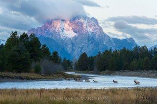 Park City Gallery Association - Mangelsen Images of Nature Gallery