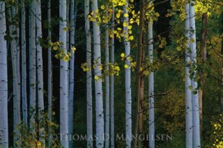 Park City Gallery Association - Mangelsen Images of Nature Gallery