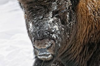 Park City Gallery Association - Mangelsen Images of Nature Gallery