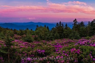 Park City Gallery Association - Mangelsen Images of Nature Gallery