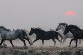 Park City Gallery Association - Mangelsen Images of Nature Gallery