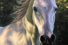 Park City Gallery Association - Montgomery Lee Fine Art